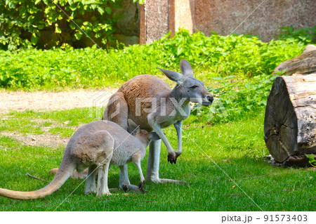 Close-up of a kangaroo in an animal park. 91573403