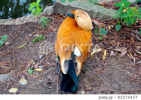 Mandarin duck. Orange bird. wild nature in the park. 91573477