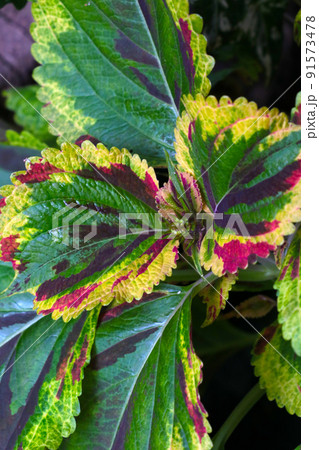 Beautiful bright colored leaves of houseplant, flower, background. 91573478