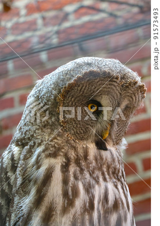 Close-up of a large gray owl. Wild birds. 91573493