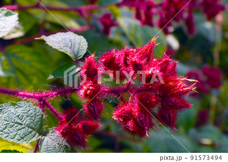 Close-up of a red flowering bush in the park in the summer. 91573494