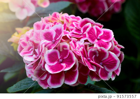 Close-up of a red bud of flowering hydrangeas in the garden. 91573557