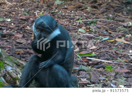 Selective focus, a monkey sits on the ground. 91573575
