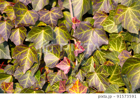 The green background of the weaving leaves of the bush in the park. The green background of the weaving leaves of the bush in the park. 91573591
