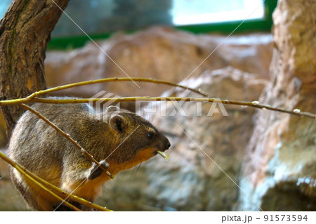 Blurry background, out of focus, a wild rodent eats a branch of a tree or bush. Blurry background, out of focus, a wild rodent eats a branch of a tree or bush. 91573594