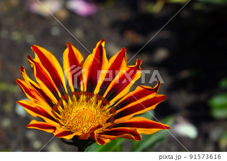 A flowering gazania flower in the park in the summer. The background of nature. A flowering gazania flower in the park in the summer. The background of nature. 91573616