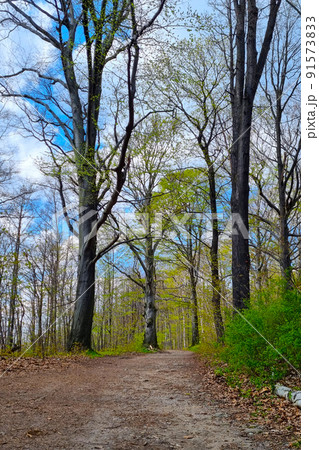 Beautiful trail for walks through the forest in the spring. 91573833
