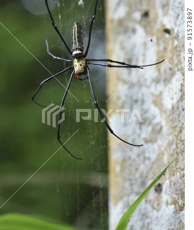 動物 動物学 クモ形類 91573897