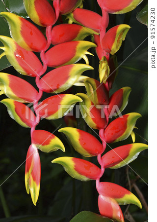 アジア人 アジアン アジア風 91574230