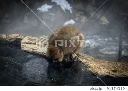 地獄谷の猿 91574319