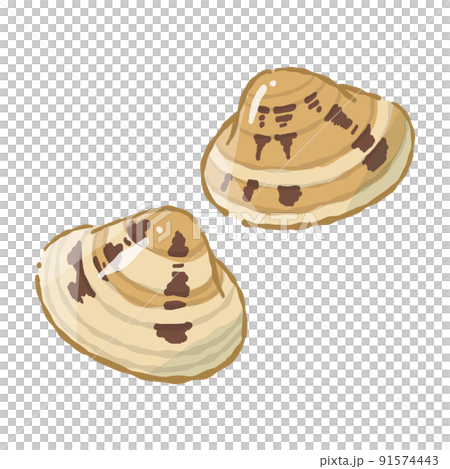 貝類蛤蜊(封閉)軟觸矢量圖 貝類蛤蜊(封閉)軟觸矢量圖 91574443