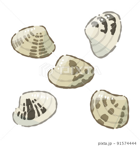 貝のアサリ(閉じ)  やわらかタッチのベクターイラスト  91574444