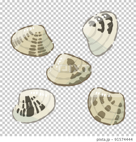 貝類(封閉)軟觸摸矢量圖 貝類(封閉)軟觸摸矢量圖 91574444