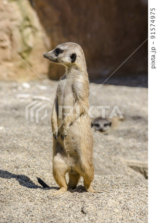Side view of suricate on the lookout Side view of suricate on the lookout 91574975