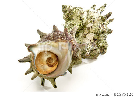 さざえ さざえ 91575120