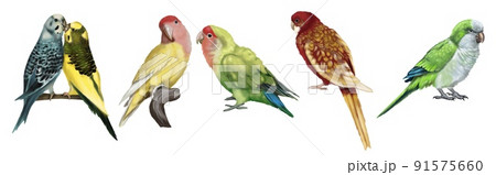 a large set of parrots. Realistic illustration of parrot species. 91575660