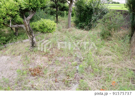 大量の雑草が生えた庭 大量の雑草が生えた庭 91575737