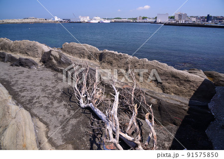 波の浸食を受けて荒々しい城ヶ島・灘ヶ崎の磯 波の浸食を受けて荒々しい城ヶ島・灘ヶ崎の磯 91575850