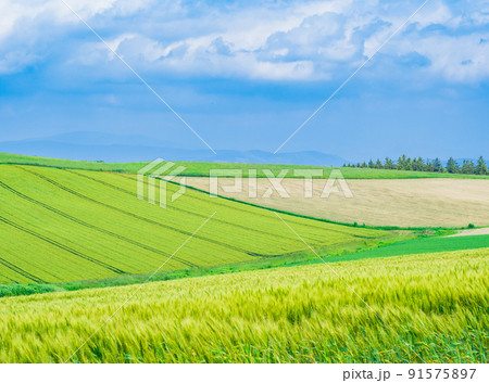 夏の北海道　美瑛の丘景 91575897