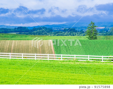 夏の北海道　美瑛の丘景 91575898