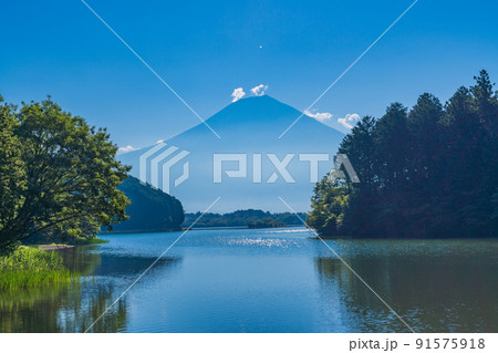 （静岡県）真夏の田貫湖湖畔から眺める富士山 91575918