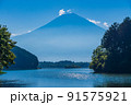 （静岡県）真夏の田貫湖湖畔から眺める富士山 91575921