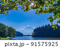 （静岡県）真夏の田貫湖湖畔から眺める富士山 91575925