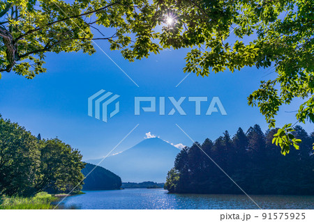 （静岡県）真夏の田貫湖湖畔から眺める富士山 91575925