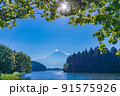 （静岡県）真夏の田貫湖湖畔から眺める富士山 91575926