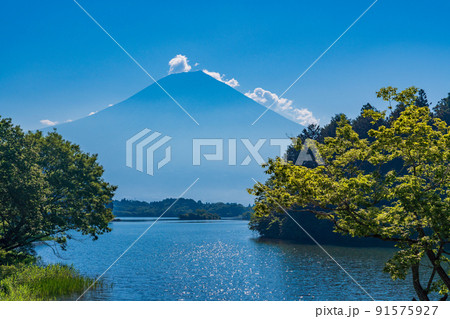 (静岡県)真夏の田貫湖湖畔から眺める富士山 (静岡県)真夏の田貫湖湖畔から眺める富士山 91575927