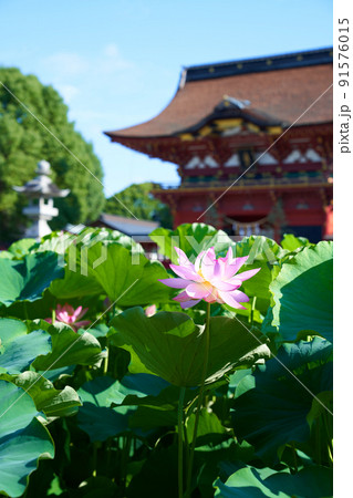 愛知県 岡崎市 伊賀八幡宮 蓮の花 91576015