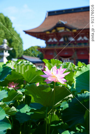 愛知県 岡崎市 伊賀八幡宮 蓮の花 91576016