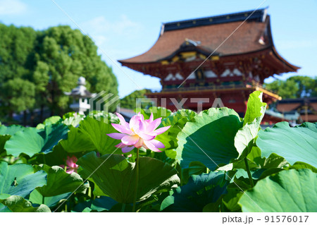 愛知県 岡崎市 伊賀八幡宮 蓮の花 愛知県 岡崎市 伊賀八幡宮 蓮の花 91576017