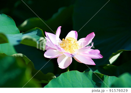 愛知県 岡崎市 伊賀八幡宮 蓮の花 91576029