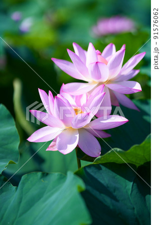 愛知県 岡崎市 伊賀八幡宮 蓮の花 91576062