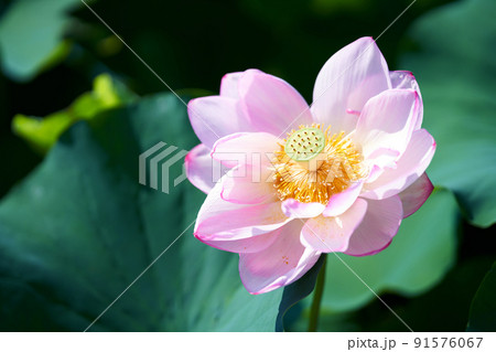 愛知県 岡崎市 伊賀八幡宮 蓮の花 91576067