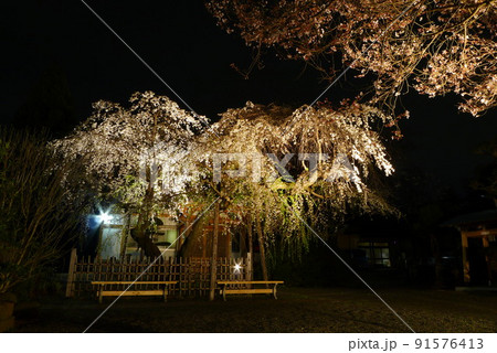 ライトアップされた枝垂桜　蓮大寺 91576413