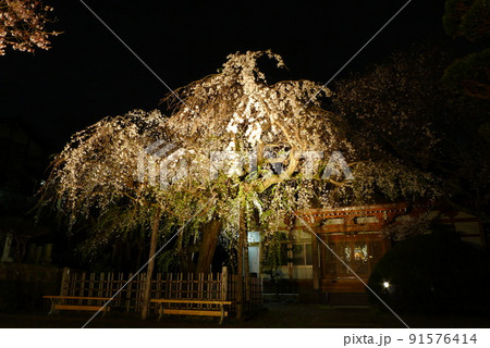 ライトアップされた枝垂桜　蓮大寺 91576414