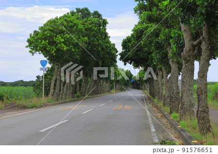 石垣島白保の国道沿いの街路樹／沖縄県石垣市 91576651