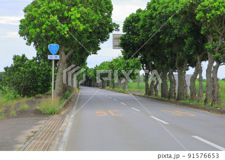 石垣島白保の国道沿いの街路樹／沖縄県石垣市 91576653
