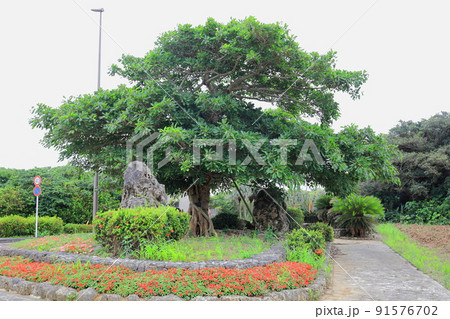 石垣空港のガジュマルの木/沖縄県石垣市白保 石垣空港のガジュマルの木/沖縄県石垣市白保 91576702