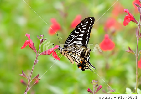 アゲハ蝶 91576851