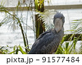 こちらを見るハシビロコウ 91577484
