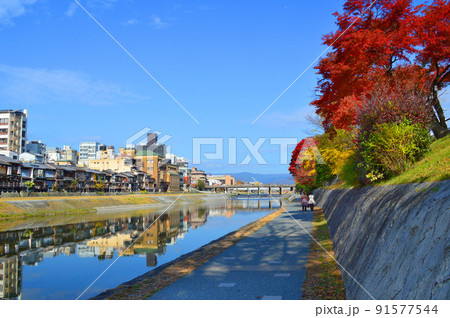 秋晴れの午後に歩く京都市鴨川遊歩道の紅葉が美しい 秋晴れの午後に歩く京都市鴨川遊歩道の紅葉が美しい 91577544