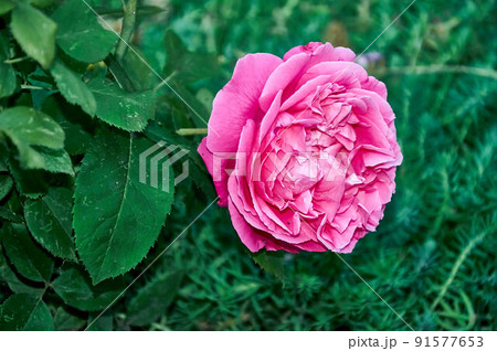 Red Rose on the Branch in the Garden 91577653