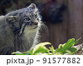 丸い瞳で見つめるマヌルネコ 91577882