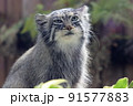 丸い瞳で見つめるマヌルネコ 91577883