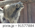 横を向いたマヌルネコ 91577884
