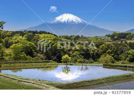 静岡県小山町、田植シーズンの春の棚田と残雪の富士山 91577959