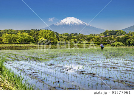 静岡県小山町、田植シーズンの春の棚田と残雪の富士山 91577961